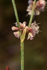 Eriogonum vimineum