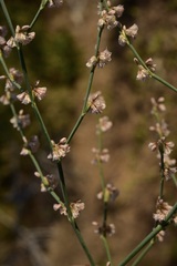 Eriogonum vimineum