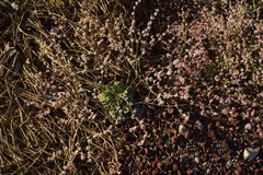 Eriogonum vimineum