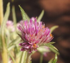 Gomphrena flaccida