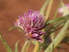 Gomphrena flaccida