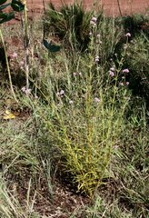 Gomphrena flaccida