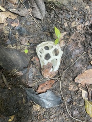 Clathrus roseovolvatus