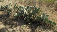 Opuntia rioplatense