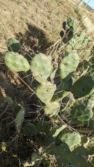 Opuntia rioplatense