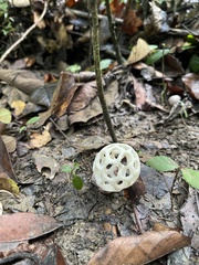 Clathrus roseovolvatus