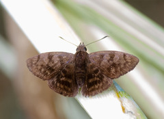 Pellicia dimidiata