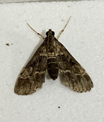 European Pepper Moth photo 6