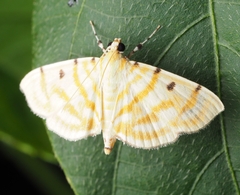 Notarcha