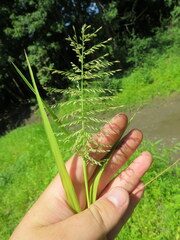 Leptochloa panicoides