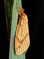 Barsine striata