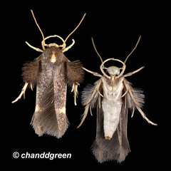 Stathmopoda masinissa