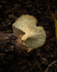 Lentinus tricholoma