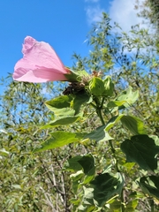 Swamp Rose Mallow (Hibiscus grandiflorus)
