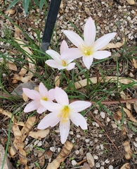 Zephyranthes robusta