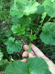 Geum macrophyllum