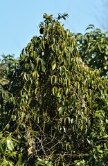 Canavalia bonariensis