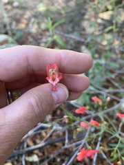 Penstemon barbatus torreyi