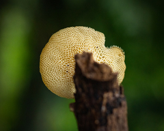 Lentinus tricholoma