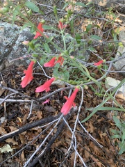 Penstemon barbatus torreyi