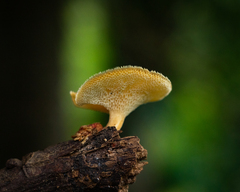 Lentinus tricholoma