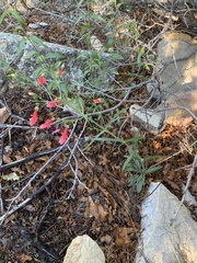 Penstemon barbatus torreyi