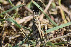 Psinidiini