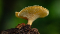 Lentinus tricholoma