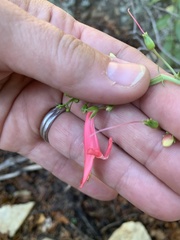 Penstemon barbatus torreyi