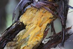 Gloeoporellus merulinus