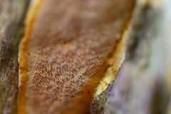 Gloeoporellus merulinus