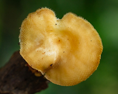 Lentinus tricholoma