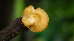 Lentinus tricholoma