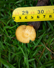 Lentinus tricholoma