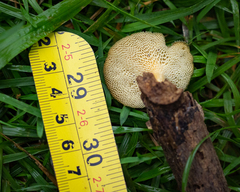 Lentinus tricholoma