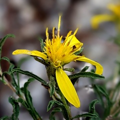 Ericameria suffruticosa