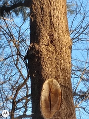 Lepidocolaptes angustirostris