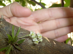 Zygostates alleniana