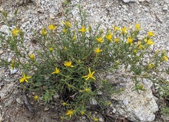 Ericameria suffruticosa