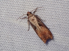 Episimus tyrius