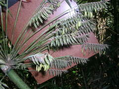 Merostachys