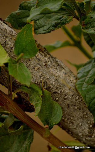 Nyctanthes arbor-tristis