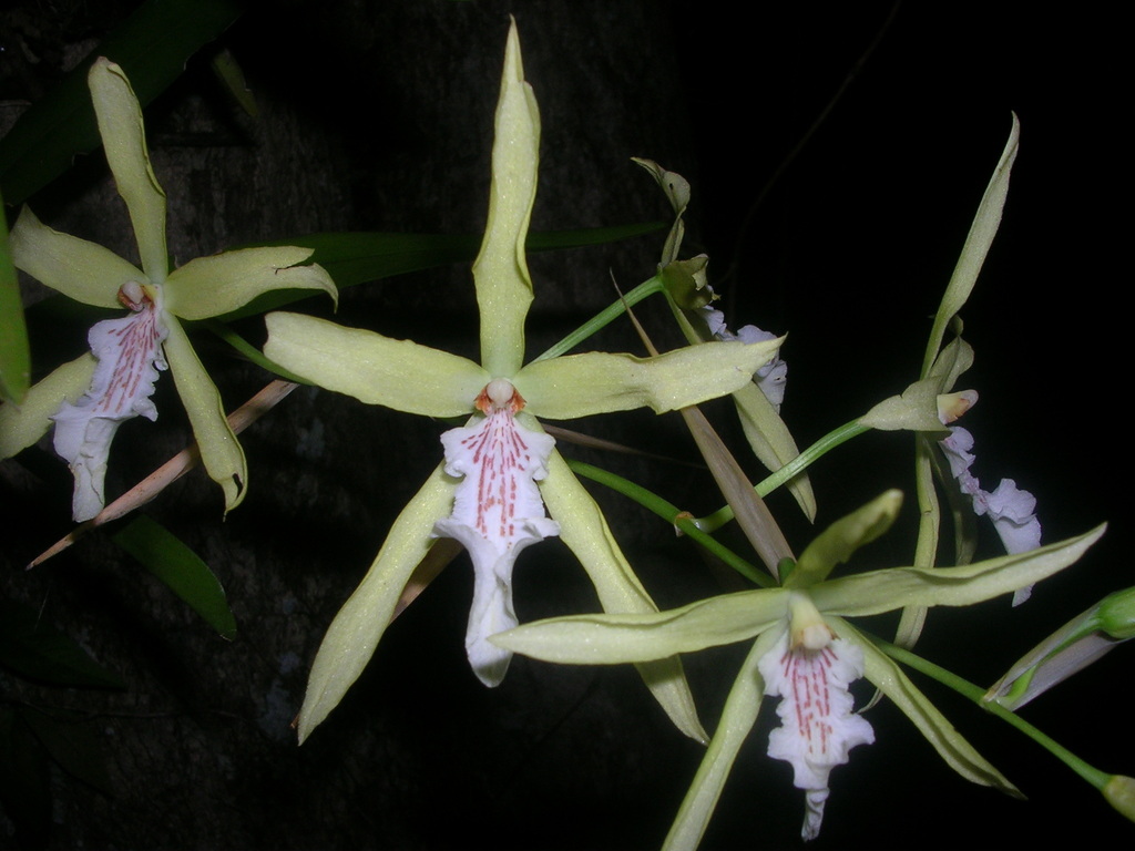 Miltonia flavescens