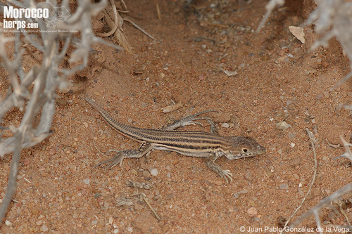 Bosc’s Fringe-toed lizard
