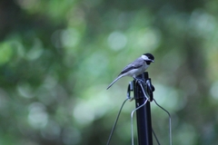 Poecile carolinensis image