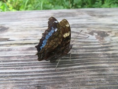 Kaniska canace nojaponicum