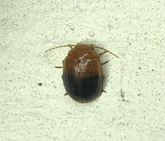 Prionocyphon discoideus