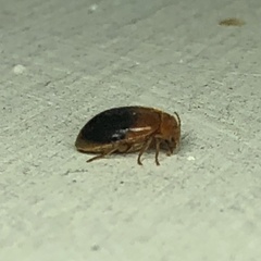 Prionocyphon discoideus