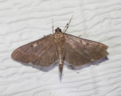 Herpetogramma sphingealis