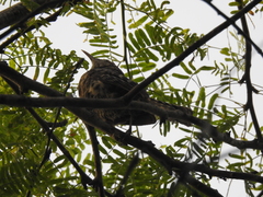 Campylorhynchus nuchalis